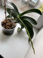 Лот: 19631122. Фото: 3. Орхидея белая. Растения и животные