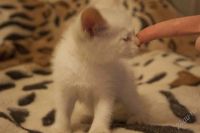 Лот: 2898812. Фото: 3. Белый красивый кот. Растения и животные