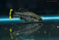 Лот: 3233445. Фото: 3. Ameca splendens поменяю на сладкое. Растения и животные