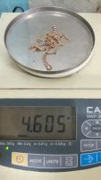 Лот: 16423366. Фото: 2. Цепочка золотая 585 пробы. Ювелирные изделия, бижутерия, часы
