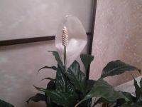 Лот: 10080226. Фото: 4. Спатифилум "Шопен". Красноярск