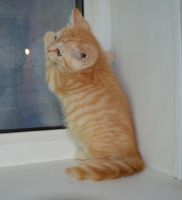 Лот: 4076241. Фото: 6. Шотландские котята из питомника...