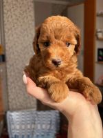 Лот: 25376284. Фото: 3. Щенки Той Пуделя. Растения и животные