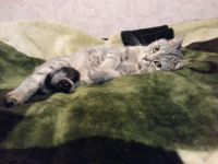 Лот: 5561855. Фото: 2. Британская кошка. Животные и уход