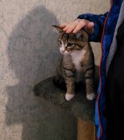 Лот: 19567487. Фото: 6. Котенок девочка 3 мес.в самые...