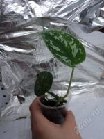Лот: 1572651. Фото: 2. Сциндапсус расписной Scindapsus... Комнатные растения и уход