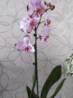 Лот: 12121233. Фото: 6. Орхидея фаленопсис (цветёт).