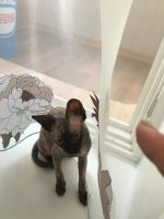 Лот: 9951420. Фото: 2. Котенок сфинкс девочка с приданным... Животные и уход