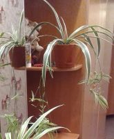 Лот: 14731765. Фото: 2. Хлорофитум полосатый. Комнатные растения и уход
