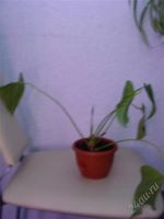 Лот: 2264401. Фото: 3. Антуриум Sensa зацветает. Растения и животные