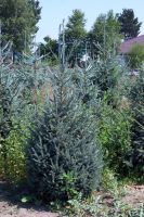 Лот: 11786203. Фото: 4. Ель сибирская голубая форма (Picea... Красноярск