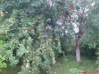 Лот: 2012433. Фото: 6. 10 литровое ведро вкусных ранеток...