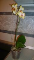 Лот: 6052091. Фото: 2. орхидея фаленопсис Daniella. Комнатные растения и уход