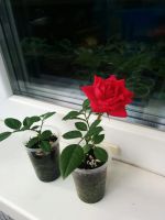 Лот: 12090769. Фото: 4. Роза миниатюрная, укорен.черенок. Красноярск