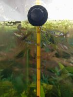 Лот: 25526004. Фото: 7. Гуппи (мальки)