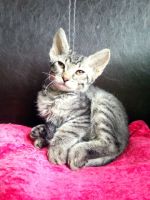 Лот: 23705997. Фото: 3. Котенок. Растения и животные