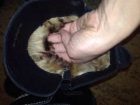 Лот: 4831372. Фото: 2. Унты - сапоги монгольские на собачьем... Мужская обувь