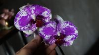 Лот: 6183708. Фото: 5. Орхидея цветет, цветок 10смх9см...