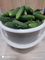 Лот: 20670647. Фото: 2. Огурцы. Продукты