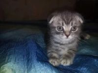 Лот: 7837532. Фото: 3. Продам шотландского вислоухого... Растения и животные