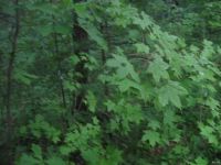 Лот: 9673639. Фото: 4. Клён сахарный ( Acer saccharum... Красноярск