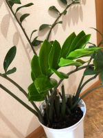 Лот: 14482978. Фото: 2. Замиокулькас. Комнатные растения и уход