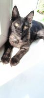Лот: 25340464. Фото: 2. Котята Мейн кун. Животные и уход