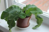 Лот: 5288119. Фото: 2. Стрептокарпус "Raspberry velvet... Комнатные растения и уход