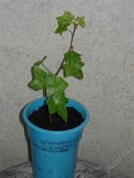 Лот: 540267. Фото: 2. Плющ Hedera Helix "Luzzi". Комнатные растения и уход