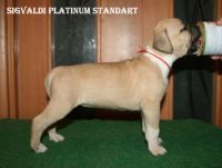 Лот: 10266918. Фото: 2. ЩЕНКИ ам.стаффордширского терьера. Животные и уход