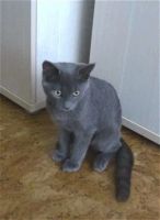 Лот: 14718113. Фото: 4. Харизматичный молодой котик 6-7... Красноярск