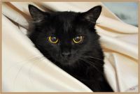 Лот: 6608884. Фото: 4. Кошечка Клёпа. Красноярск