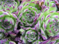 Лот: 1788760. Фото: 2. Каменная роза. Семена, рассада, садовые растения