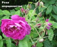 Лот: 11429381. Фото: 3. Роза морщинистая - декоративный... Для дачи, дома, огорода, бани, парка