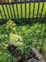 Лот: 25527478. Фото: 18. 1-комн. дом , садоводческое некоммерческое...