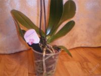 Лот: 825533. Фото: 2. Орхидея Фаленопсис бежевая с сиреневой... Комнатные растения и уход
