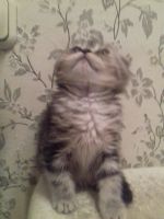 Лот: 11142816. Фото: 4. Подарок к 8 Марта!. Красноярск