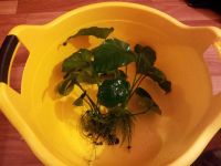 Лот: 6118720. Фото: 2. Анубиас. Аквариумистика