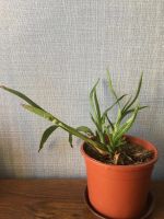 Лот: 10909576. Фото: 2. Орхидея Одонтоглоссум (odontoglossum... Комнатные растения и уход