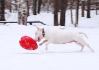 Лот: 7102212. Фото: 5. Jolly Egg Игрушка для собак 30...