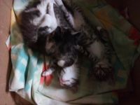 Лот: 11503746. Фото: 3. Подарим котят. Растения и животные