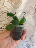 Лот: 10342092. Фото: 4. Декабрист малиновый с белой серединкой. Красноярск