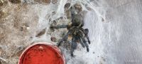 Лот: 20738747. Фото: 6. Harpactira pulchripes (Харпактира...