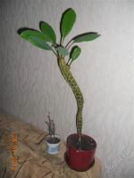 Лот: 1511617. Фото: 3. Цветочное ассорти. Растения и животные