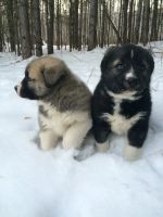 Лот: 6587239. Фото: 3. Щенки. Помесь хаски и туркменского... Растения и животные