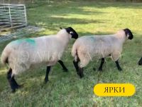 Лот: 19694034. Фото: 5. Суффолк Британской селекции