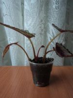 Лот: 3888444. Фото: 2. Бегония б/н №5. Комнатные растения и уход