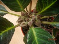 Лот: 7330411. Фото: 4. Глоксиния с бутонами махровая... Красноярск