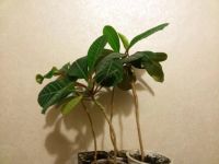 Лот: 5936289. Фото: 2. Молочай любой из 4. Комнатные растения и уход