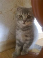 Лот: 4236882. Фото: 2. Шотландская кошечка (скоттиш-фолд... Животные и уход